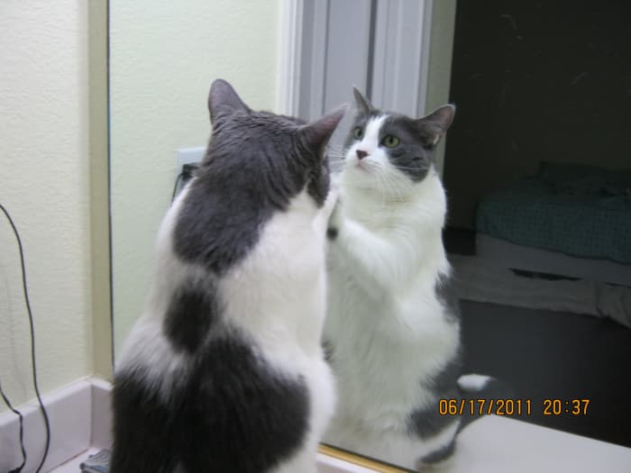 How could I have forgotten this! Dixie also LOVES to SMACK that kitty in the mirror!! Such fun! She pounds the daylights out of mirror-kitty! And she's normally such a mild-mannered, sweet little girl!