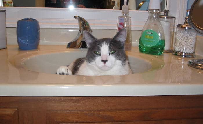 HELLO?? Mr. Plumber? I seem to have a twelve pound furball in my bathroom sink... do you remove furrballs? (She asks innocently!)