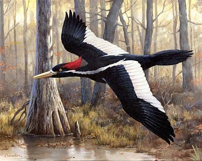 America's largest woodpecker, the Ivory-Billed Woodpecker, went extinct in 1944 due to logging and habitat loss but some claim it still exists...