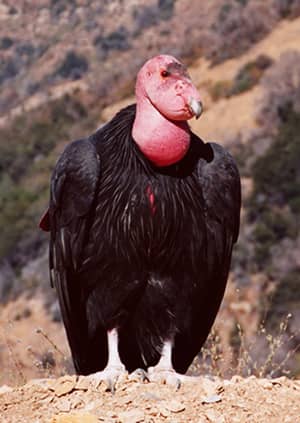 This California Condor lives wild and free after intense conservation efforts. Slated for extinction in the 1980s these birds have fought hard to reclaim their place on the planet.