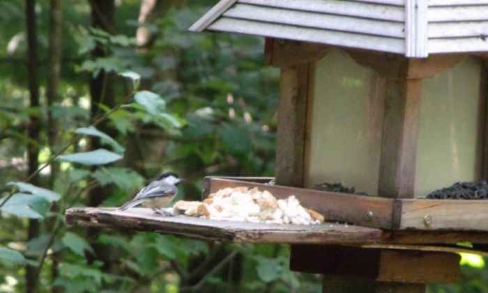 Chickadees are among the many birds that enjoy day old bread crumbs. These provide energy because they contain carbohydrates and fat, which help increase birds' metabolism.