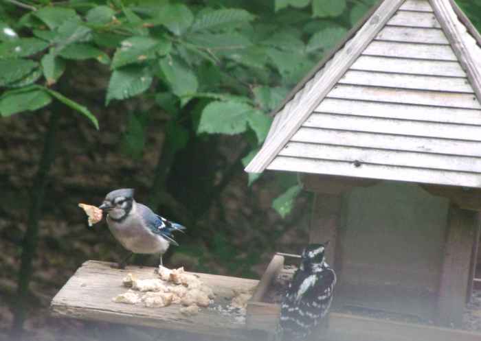 This Blue Jay has found a piece of bread. He'll fly up in to a tree to eat it, then return for more. That's a Hairy Woodpecker waiting her turn.