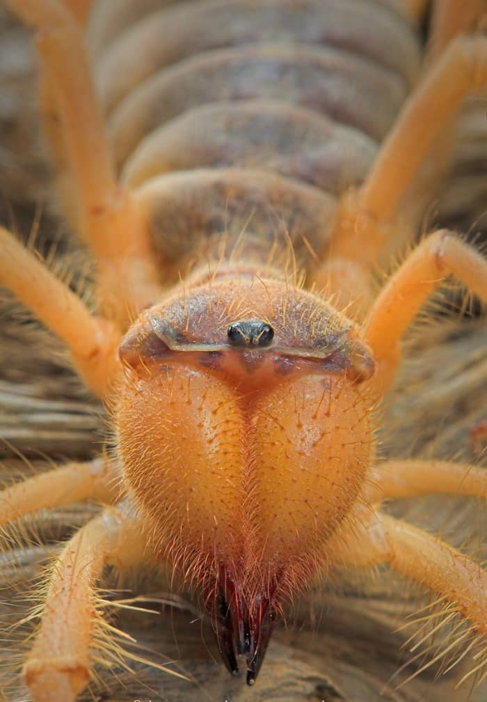 Bizarre in appearance, but rather ordinary in behavior, the solpugid is no horror story. Rather, it is a unique desert icon.