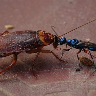 Seen here is the female jewel wasp leading a cockroach back to her place, where she will make sweet, sweet terror to it. All's fair in love and war, right?