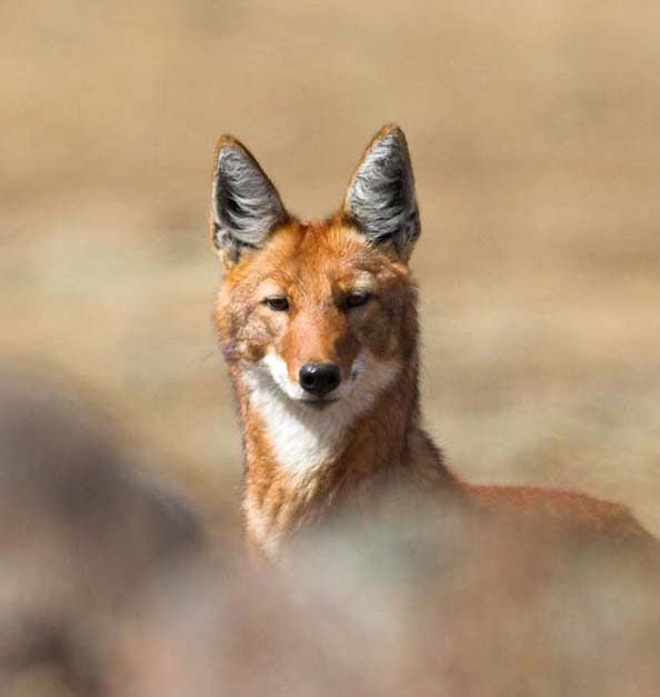 The sly grin and sharp angles of the Ethiopian wolf are almost coyote-like, but there is no immediate relation.