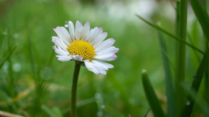 A single flower!