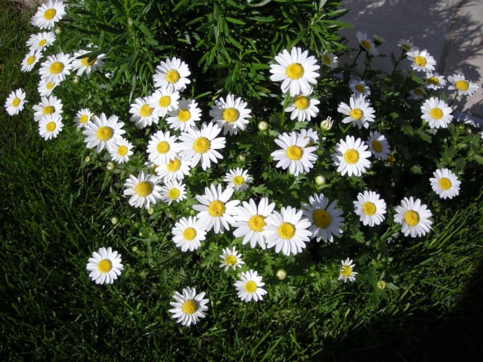 A garden full!