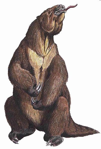The power and size of the giant ground sloth megatherium mean that he faces no natural predators on the pampas.