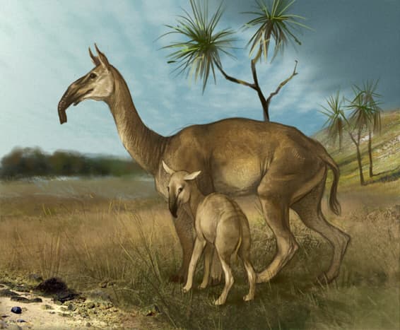 Despite being the size of modern camels, macrauchenia always have to be alert to danger. They are the favourite prey of the sabre-toothed smilodon.
