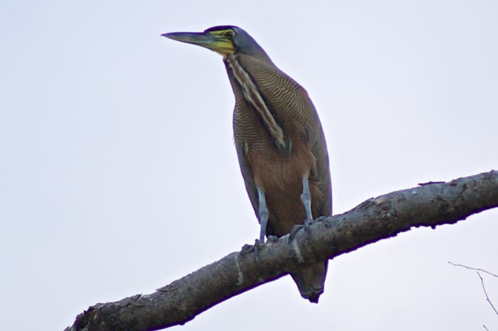 A bare-throated tiger heron perched high on a tree branch on a Guanacaste beach. Possibly an immature specimen.