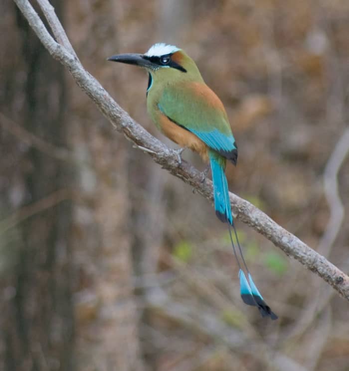 While you are on the beach, it is likely that you will see a Torquoise-browed Motmot hanging around. They like to live in burrows in dirt banks or steep hillsides that are commonly found along the ocean. They can also be found in the inland.