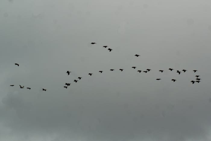 A group of pelicans is called a pod. This group was flying across Playa Largato, near Tamarindo.