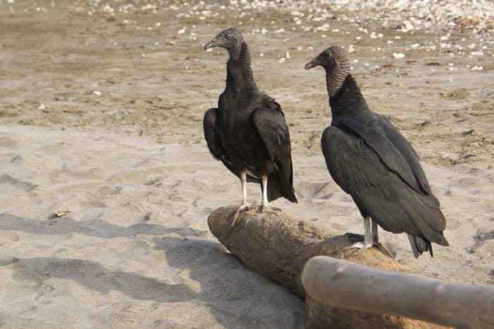 Black vultures seen on the beach at Playa Largato, looking for their next meal in a fishing village.