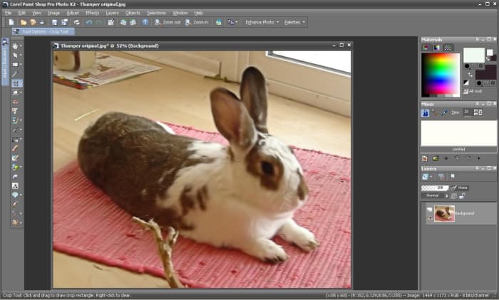 Photo in Paint Shop Pro, ready to turn into a coloring page.