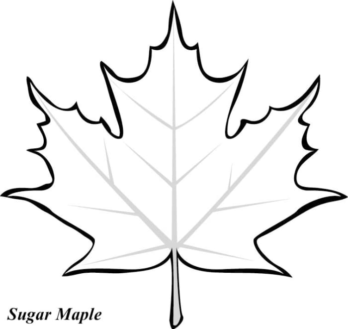 Leaf Printable Coloring Pages - HubPages