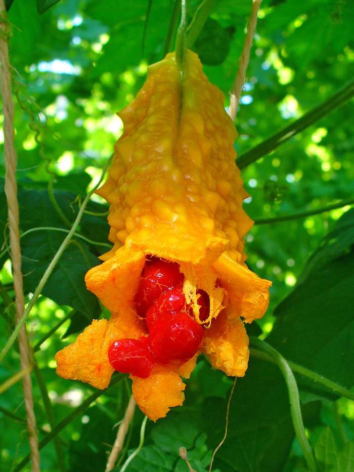 Health Benefits Of Karela Bitter Gourd Bitter Melon HubPages