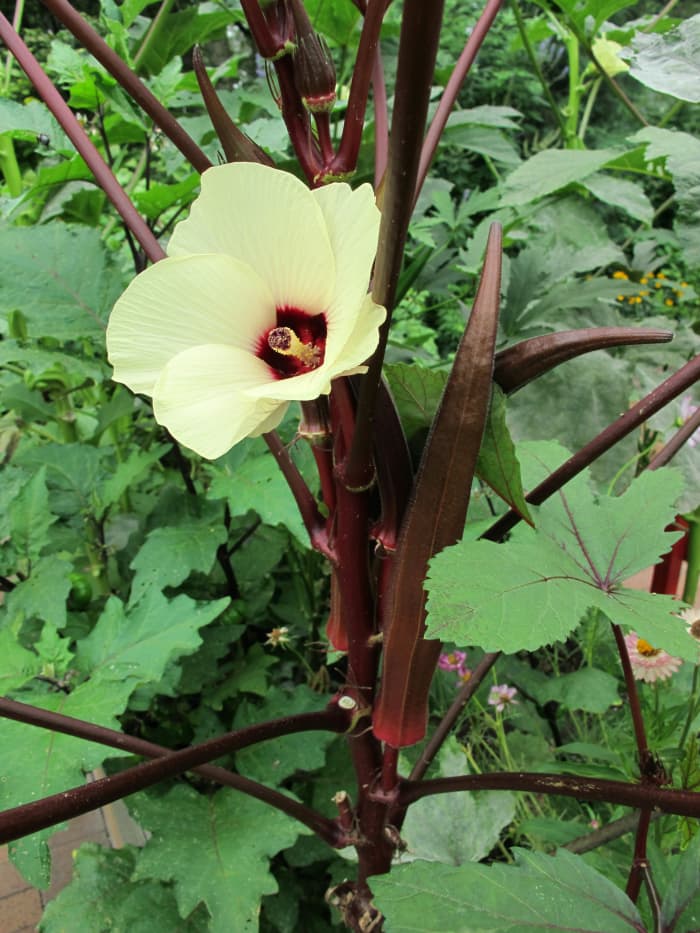 okra flower