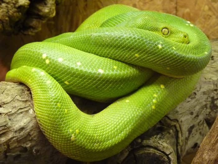 It is hard to believe that snakes have bones, given how they can tie themselves in knots, like this green tree python.