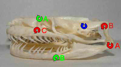 The skull of a Burmese python has many mobile joints. Joints marked in red are highly mobile, while those marked in green are somewhat mobile.