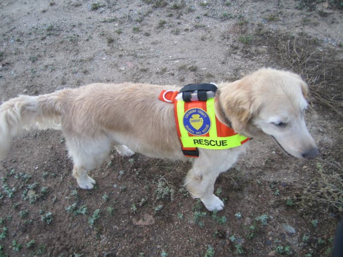 A Search & Rescue dog named Inspector Gadget. Gadget is an area search dog with the search and rescue unit based in Flagstaff, AZ.