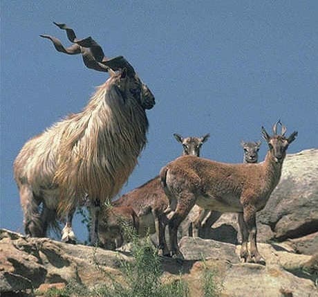 Markhor is the national animal of Pakistan, but K2 and us are not likely to cross paths with these beautiful animals.