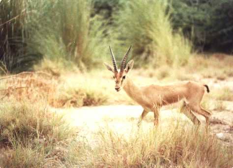 A male chinkara gazelle. Gazelles can be seen in Kirthar Range National Park near Karachi.