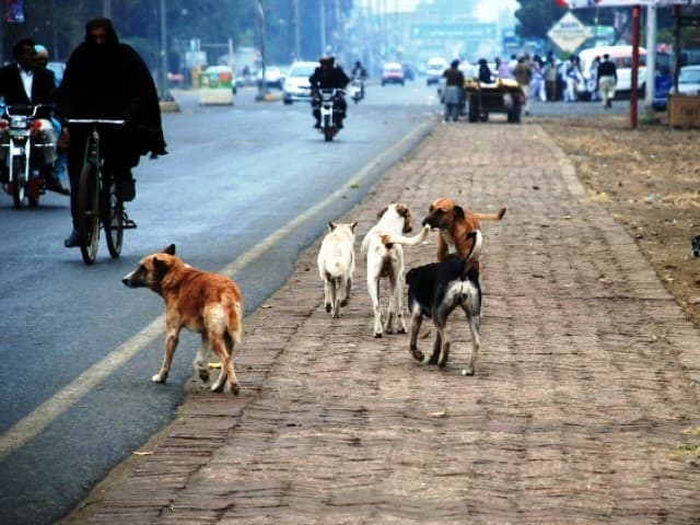 I have no clue how would these feral or stray dogs behave if they see K2 and us hiking close by them.