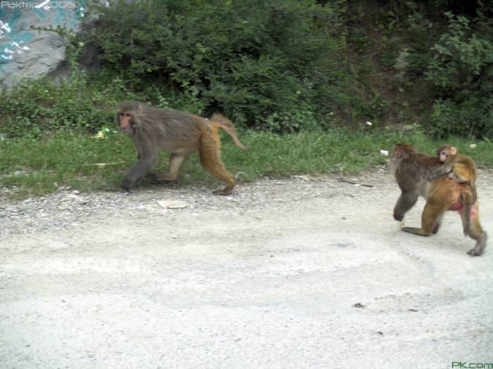 A male and a female with baby rhesus macaques in Galliyat region. K2 may not as easily tree them as he does a raccoon.