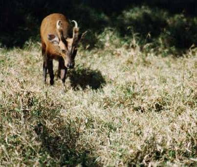 I took this picture, the most stolen on the net, of a barking deer at Margalla Hills National Park (1988).