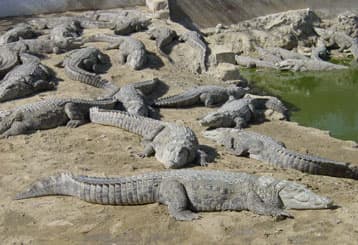 I will be very careful letting K2 get close to water bodies inhabited by American alligator or by marsh or mugger crocodiles.shown here.