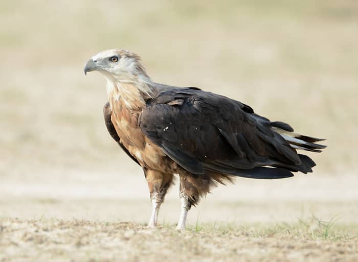 K2 and we would enjoy Palla's fish eagle catching a fish in a Pakistani lake as much as we would a bald eagle.