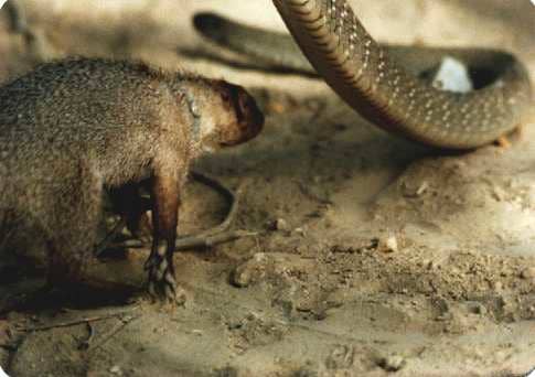 Hiking in Pakistan, it is likely that K2 and us would encounter both a mongoose and a cobra snake.