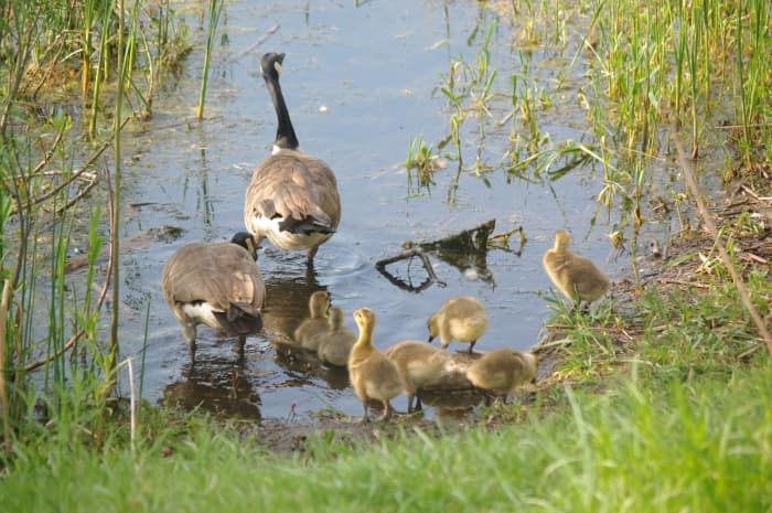 On seeing K2 and us approaching, this gander led its family into lake of the Island Lake Conservation Area near Dufferin, Ontario.