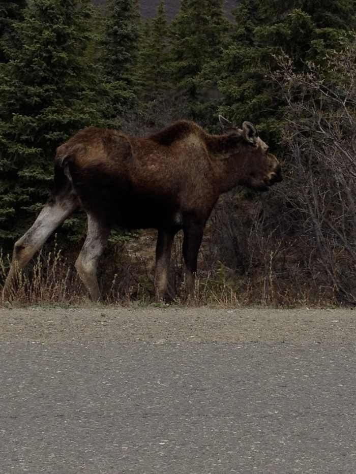 My bucket list has been punched. Before going to Alaska I had said my trip would not be complete without seeing a real live Moose in the wild. This one was running down the road and decided to stop for a bite to eat.