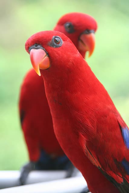 In people, a head cocked to the side is a sure sign of bias and suspicion. Birds, though, have eyes on the side of their heads, and are just looking closely.