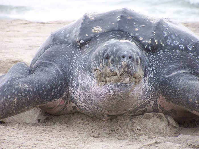Close up view of dermochelys coriacea, leatherback turtle