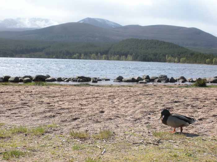 Would it be too much of a coincidence for a duck on the banks of Loch Ness to be a Khaki Campbell?