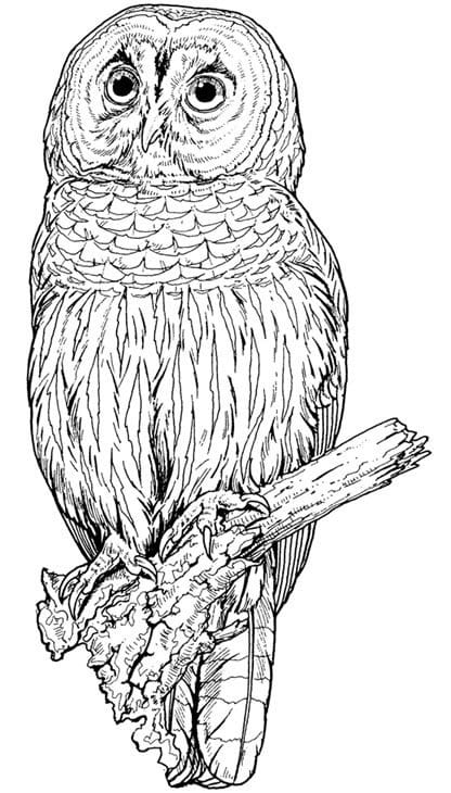 Backyard Animals and Nature Coloring Books Free Coloring Pages - HubPages