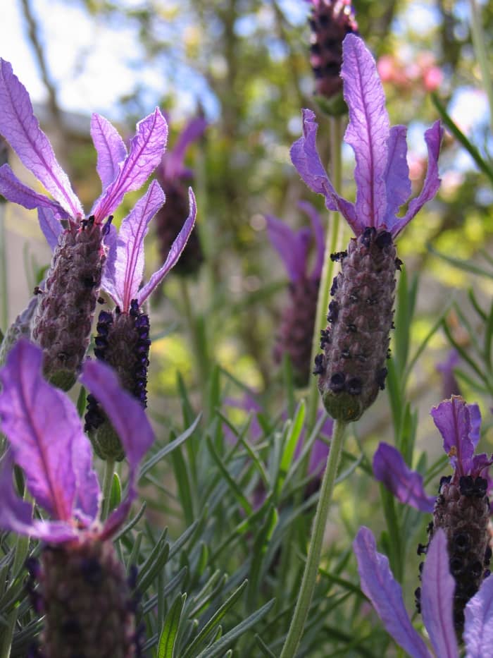 antibacterial, moisturizing and healing are some of the extraordinary benefits of this flowering herb.