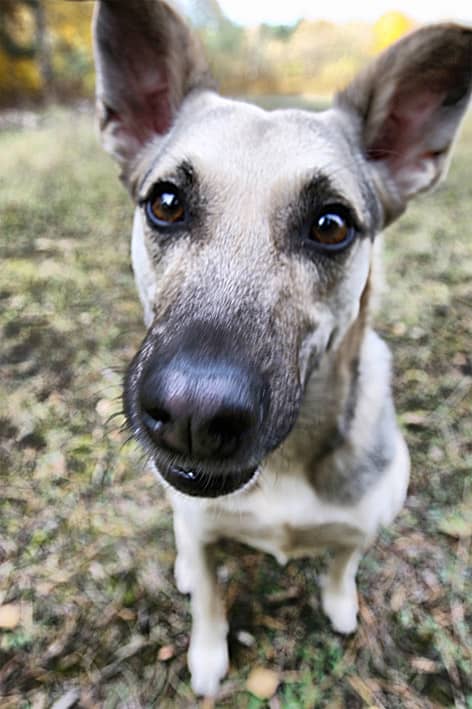 Over feeding a dog can lead to a loss of happiness, health, and it will greatly reduce a dog's lifespan. Could you imagine losing your dog to a 100% preventable health issue?