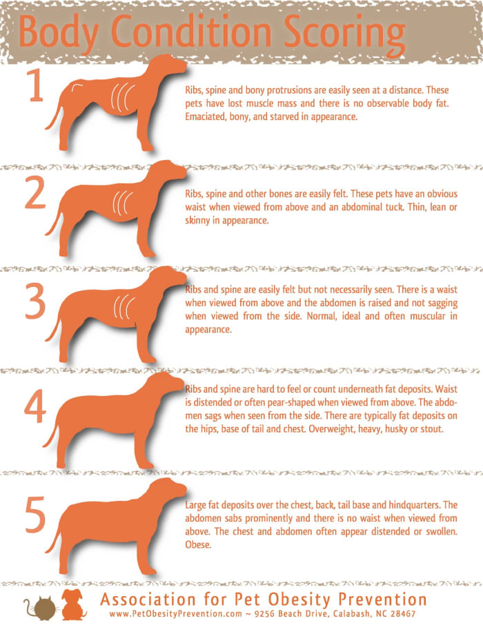 A wonderful guide to avoid over feeding a dog; this chart is well written and can help you to better understand how a healthy dog should appear.
