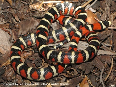 Venomous Snakes - The Coral Snake - HubPages