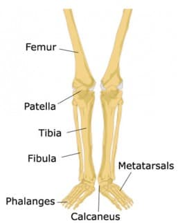 Learn the Bones of the Human Body for kids - HubPages