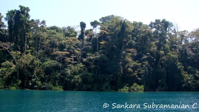 Over 80% of the territory of the Andaman and Nicobar islands is covered in dense rainforest and mangroves.