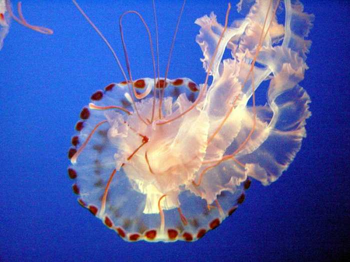 Similarities and Differences between Soft Corals and Jellyfish HubPages