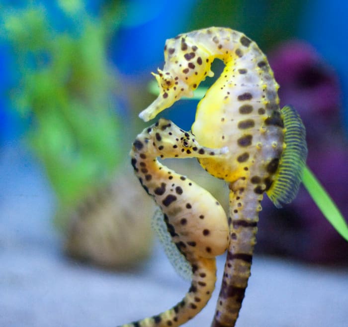 pair of potbelly sea horses