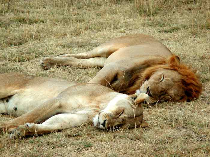 A lion and a lioness sleeping in the Serengeti