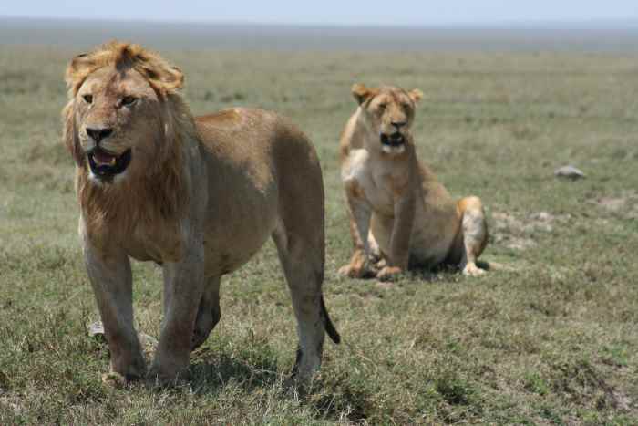 Two lions in the Serengeti National Park, Tanzania
