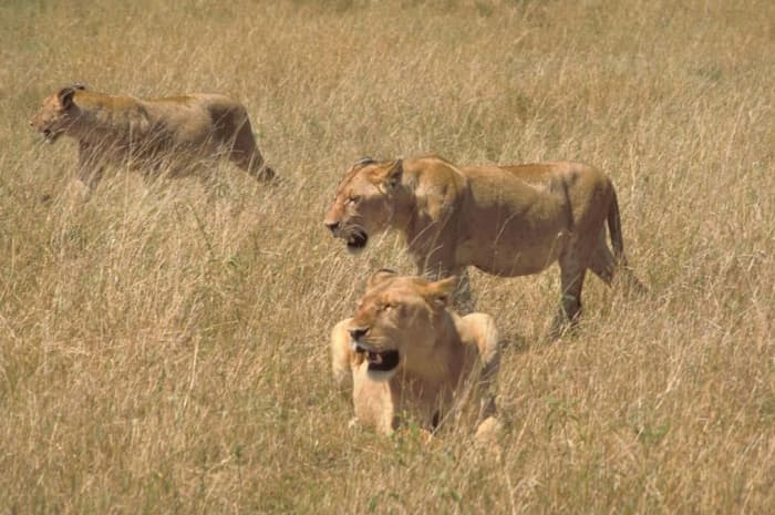 Lions hunting in Africa