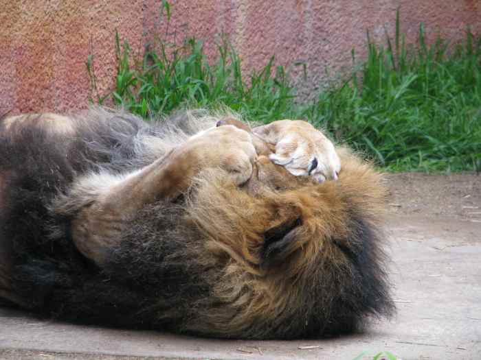 Lion sleeping and covering eyes